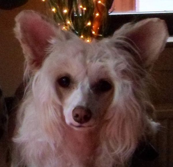 Elizia von Shinbashi