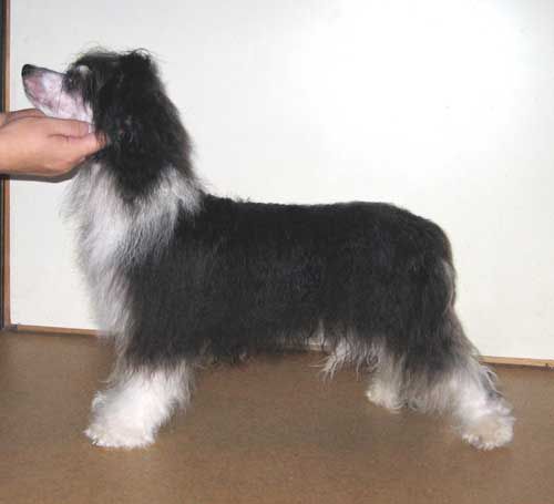 Stormblåstens Groovy Boots