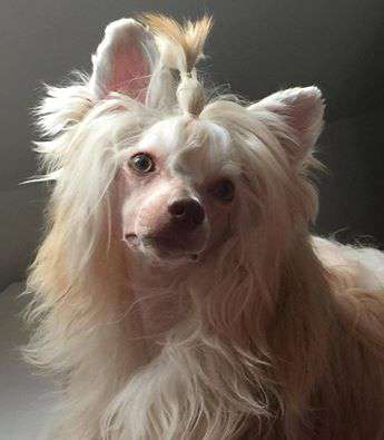 Little Dog Of Dream Le Sultan