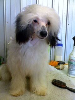 Xioma Boy From The Bush