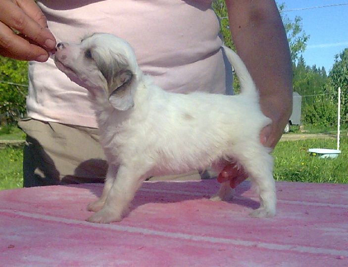 Bozo Gang's Rhurbarb