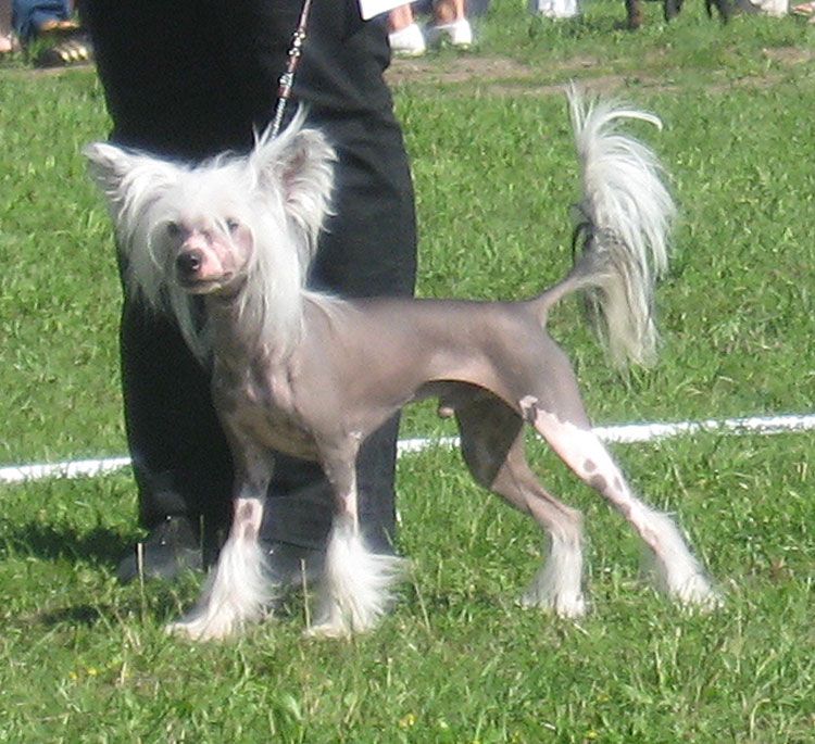 Stormblåstens Ragnaros