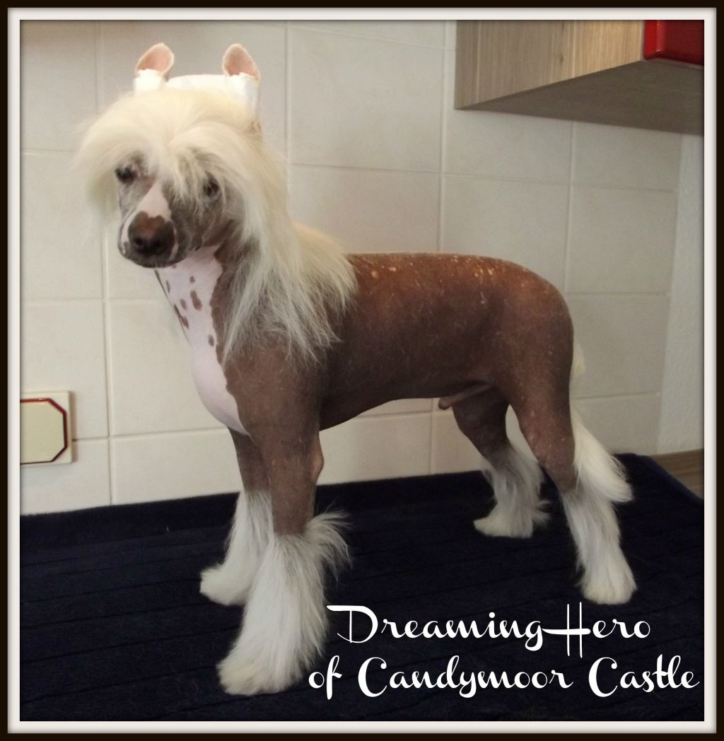 Dreaming Hero of Candymoor Castle