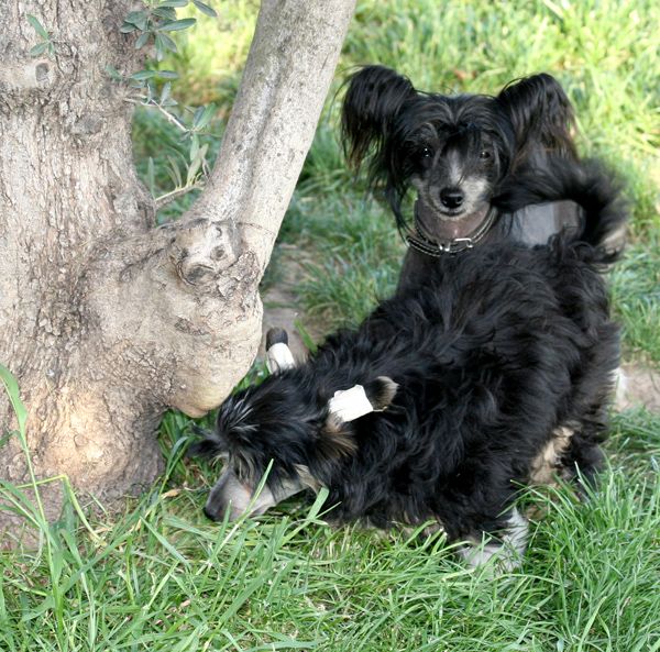 Glamorous Fairy Violetta