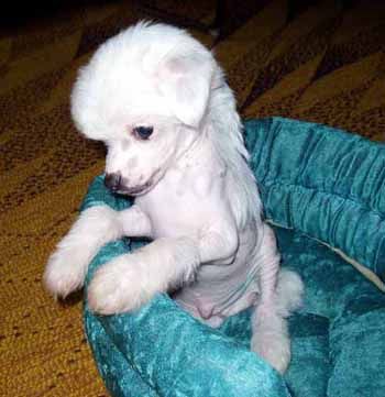 Bi-lav Plus Alen De Lon