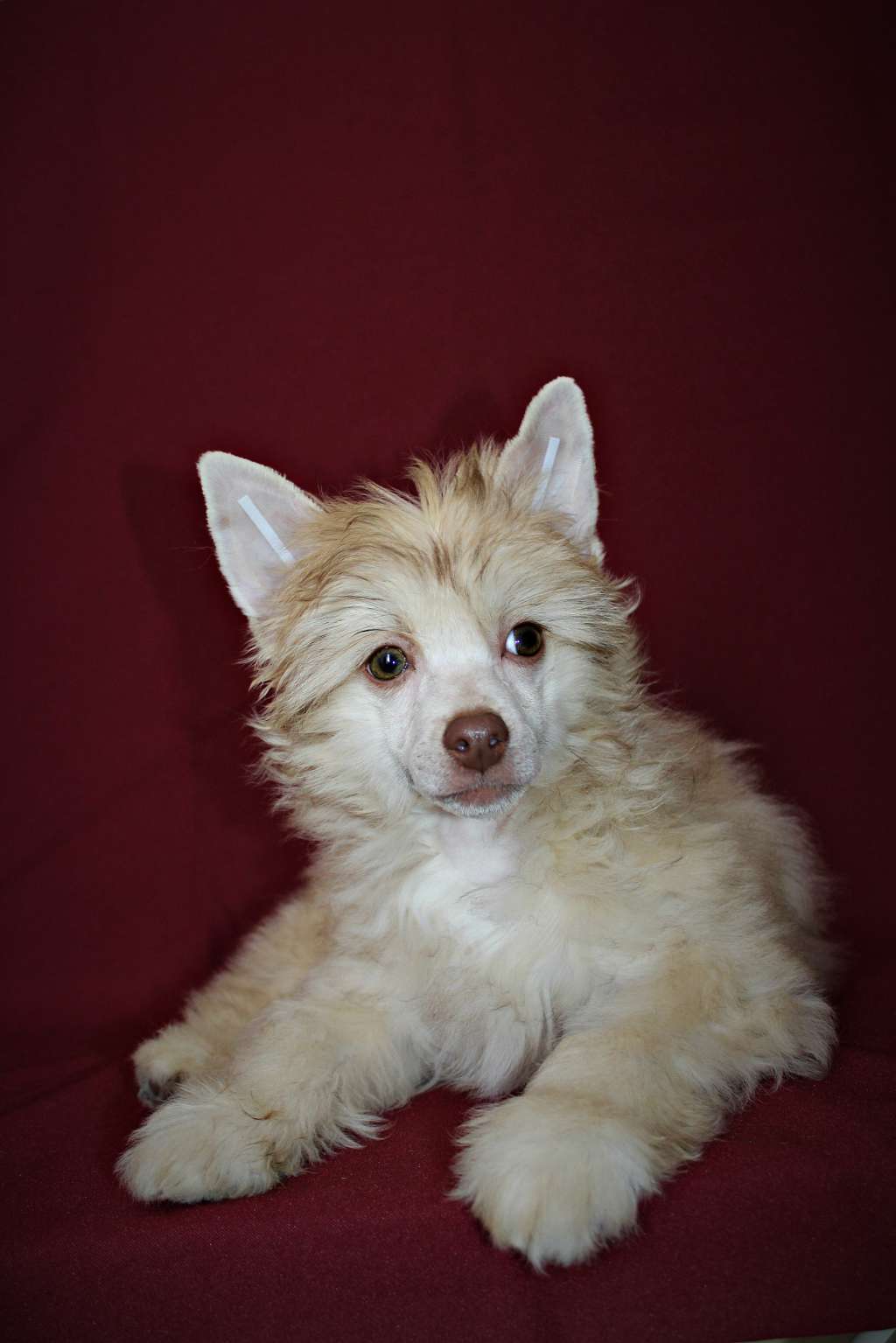 Wolf Leander Miracolo Dell'anima