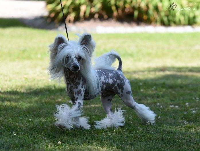 Joyway's Twinkle Twinkle Little Star