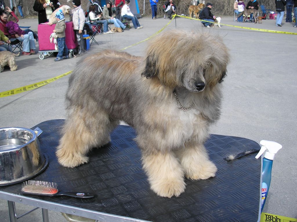 Rimabra's Power Puff