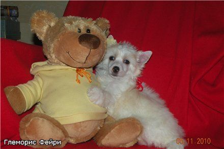 Glamorous Fairy Dendy