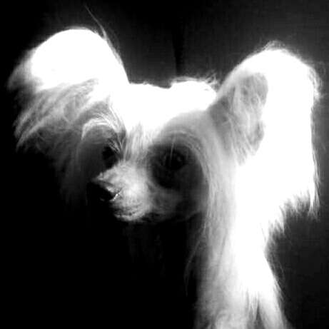 Cosmic's Gracefuleigh Diving Cook