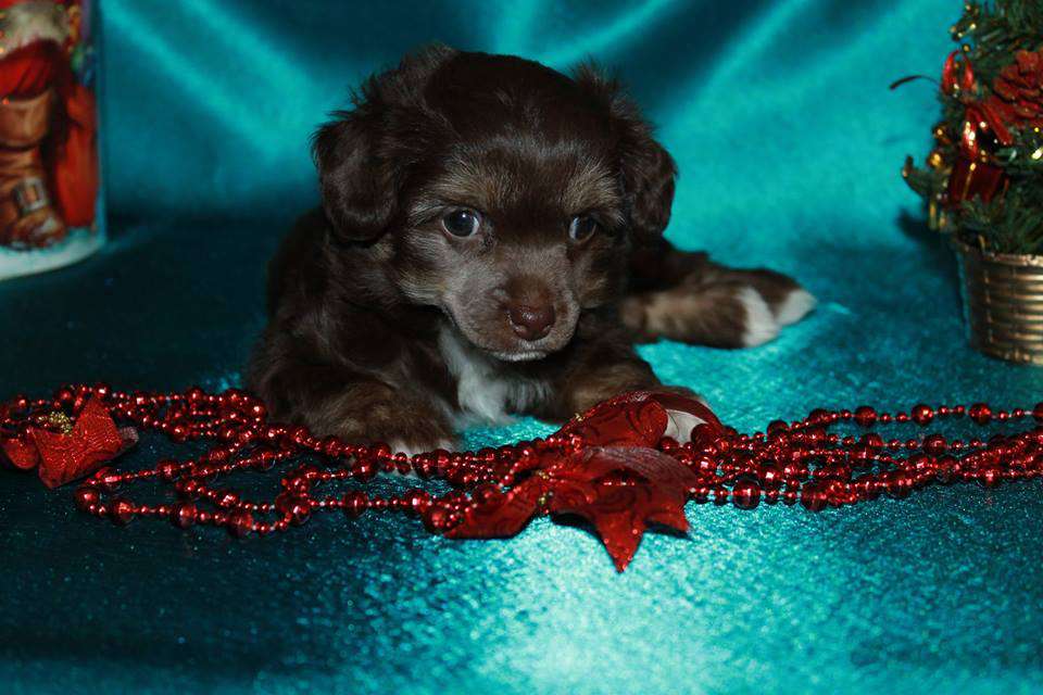 Gretka Shokoladnaya Konfetka