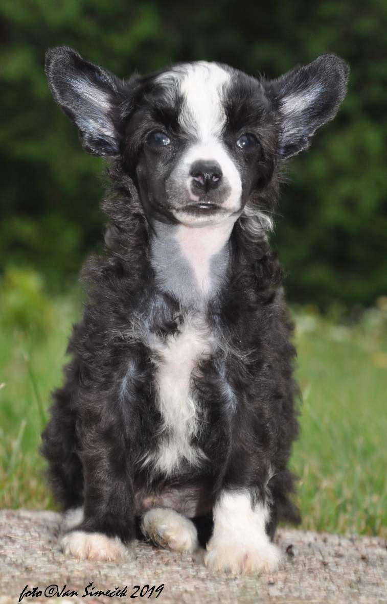 Calimero  Modry kvet