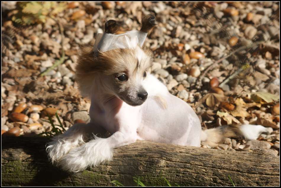 Jipcy Rapsody Du Coeur Des Tenebres