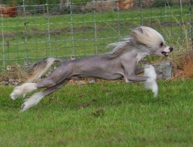 Gibson Little Champs