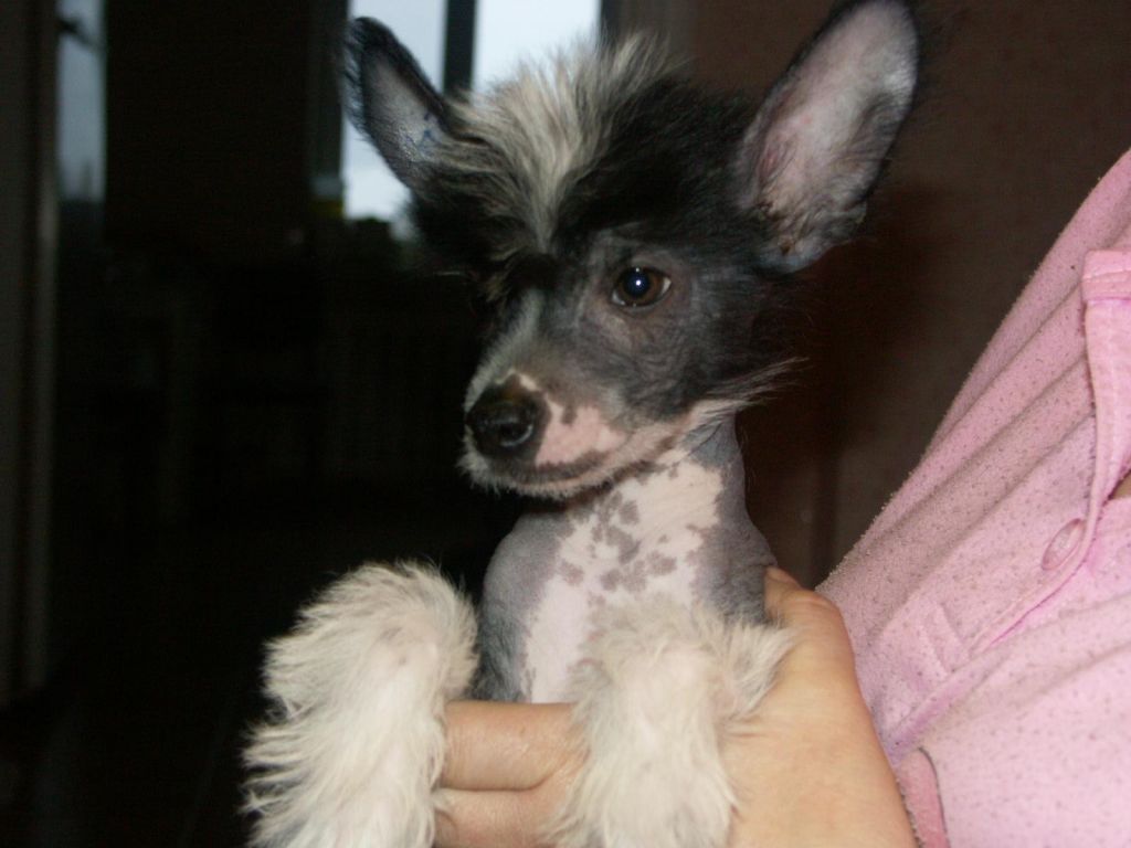 Zak iz Plemeni Yadzha