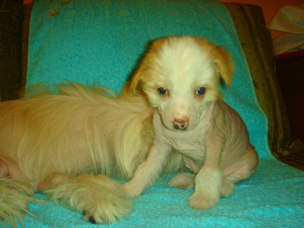 Odeon  Bonus Westtai