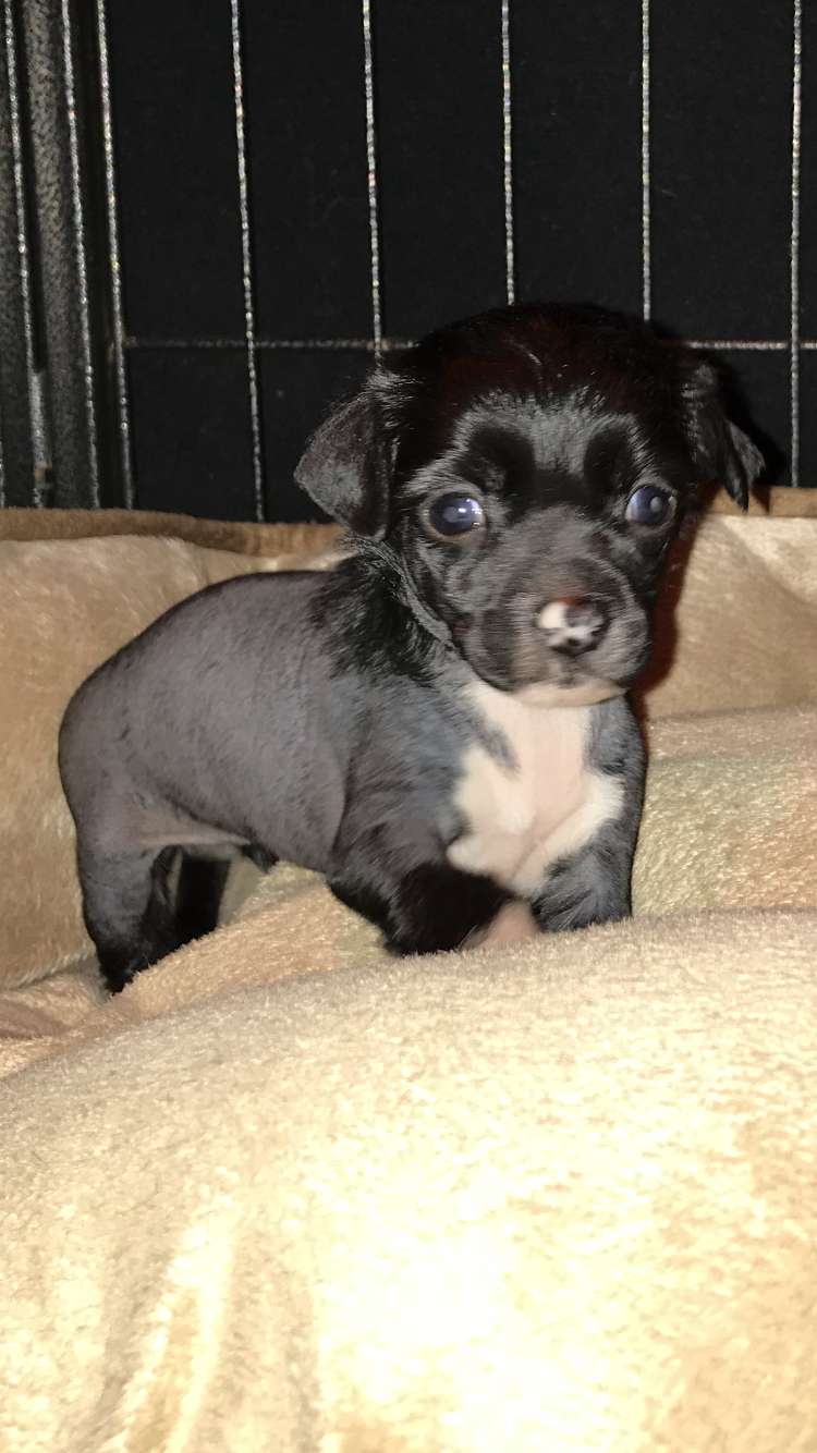 Hottie Tots Fly With Me