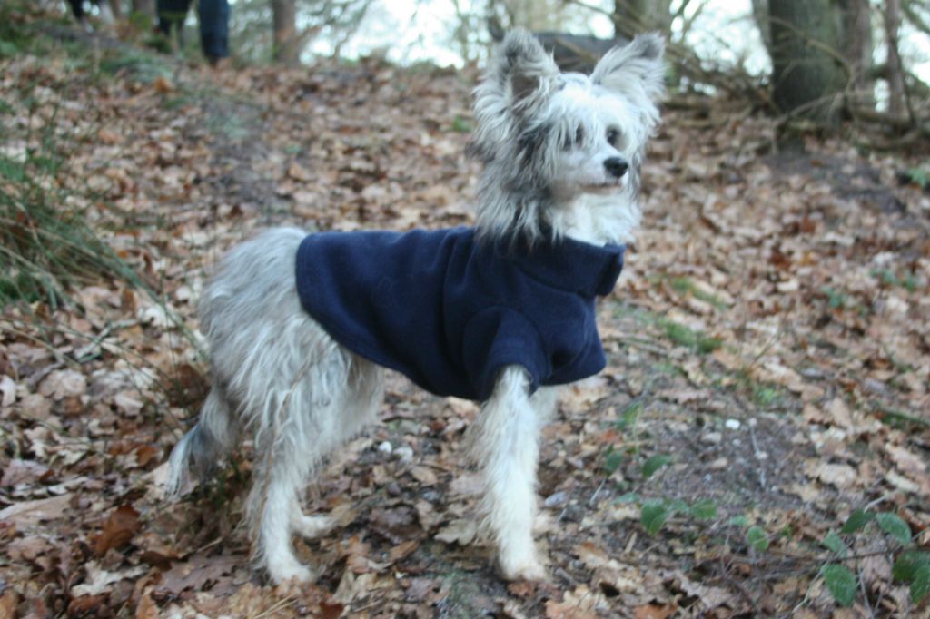 Moonswift Freya's Dream at Pixeleen