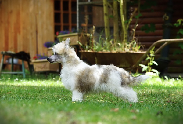 LOLLIPOP Z Valdorfskych Lesu