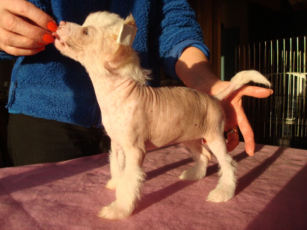 Koreke Maeve Amore Spiritum