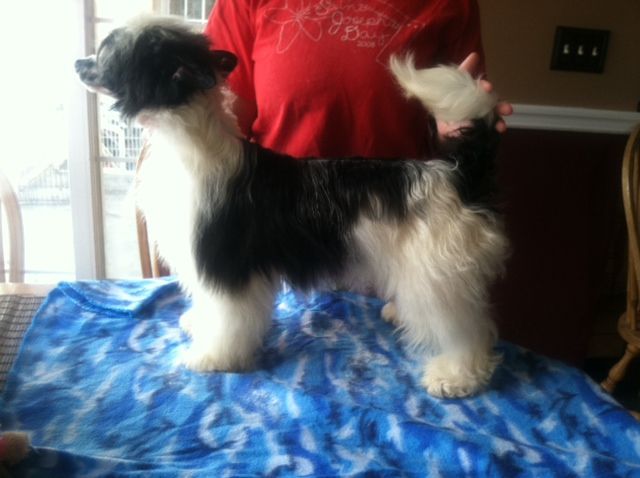 Six Gems Strutin' Versace