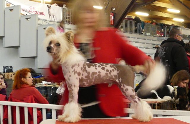 Subway French Faraon