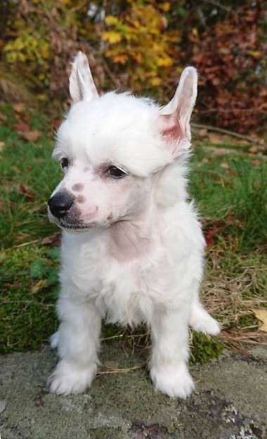 Proud Pony Polar Bear