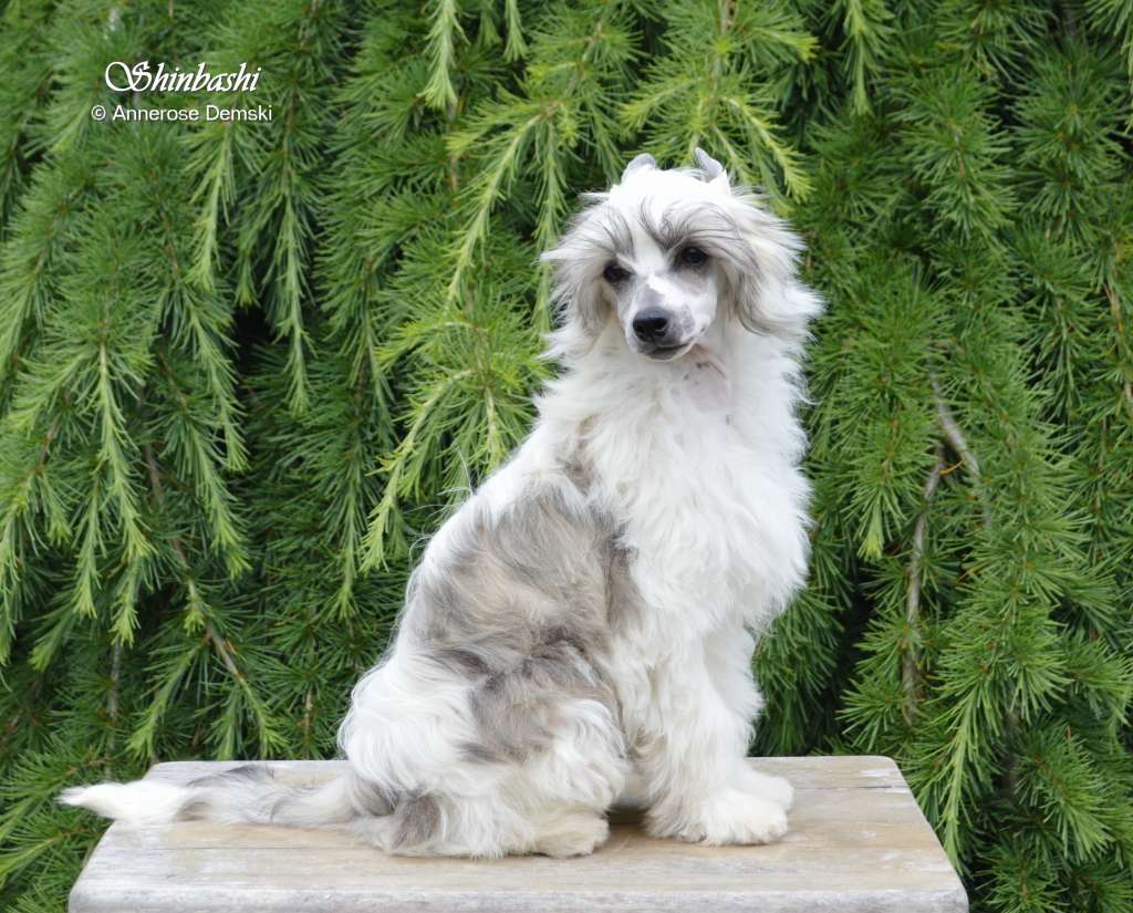 Ricky Lee von Shinbashi