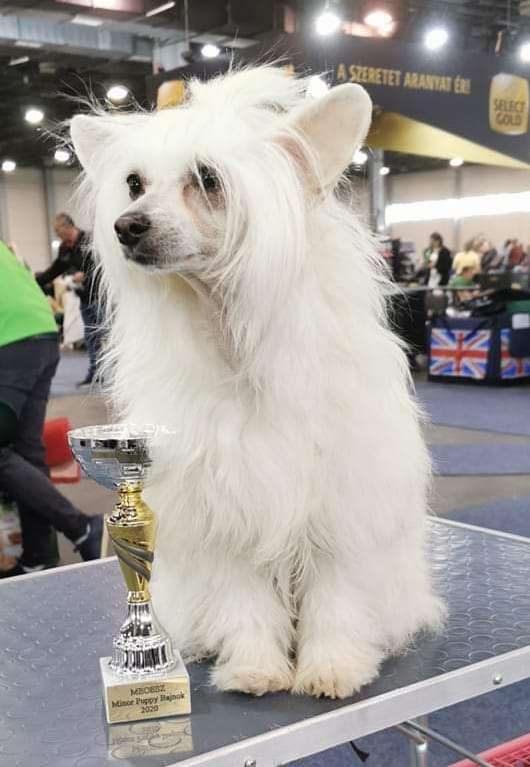 Can't Stop Me Leo Cordis