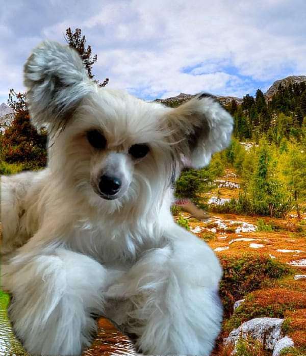 Norwood Molosos Gratzi