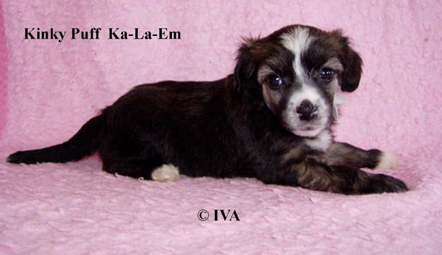 Kinky Puff Ka-La-Em