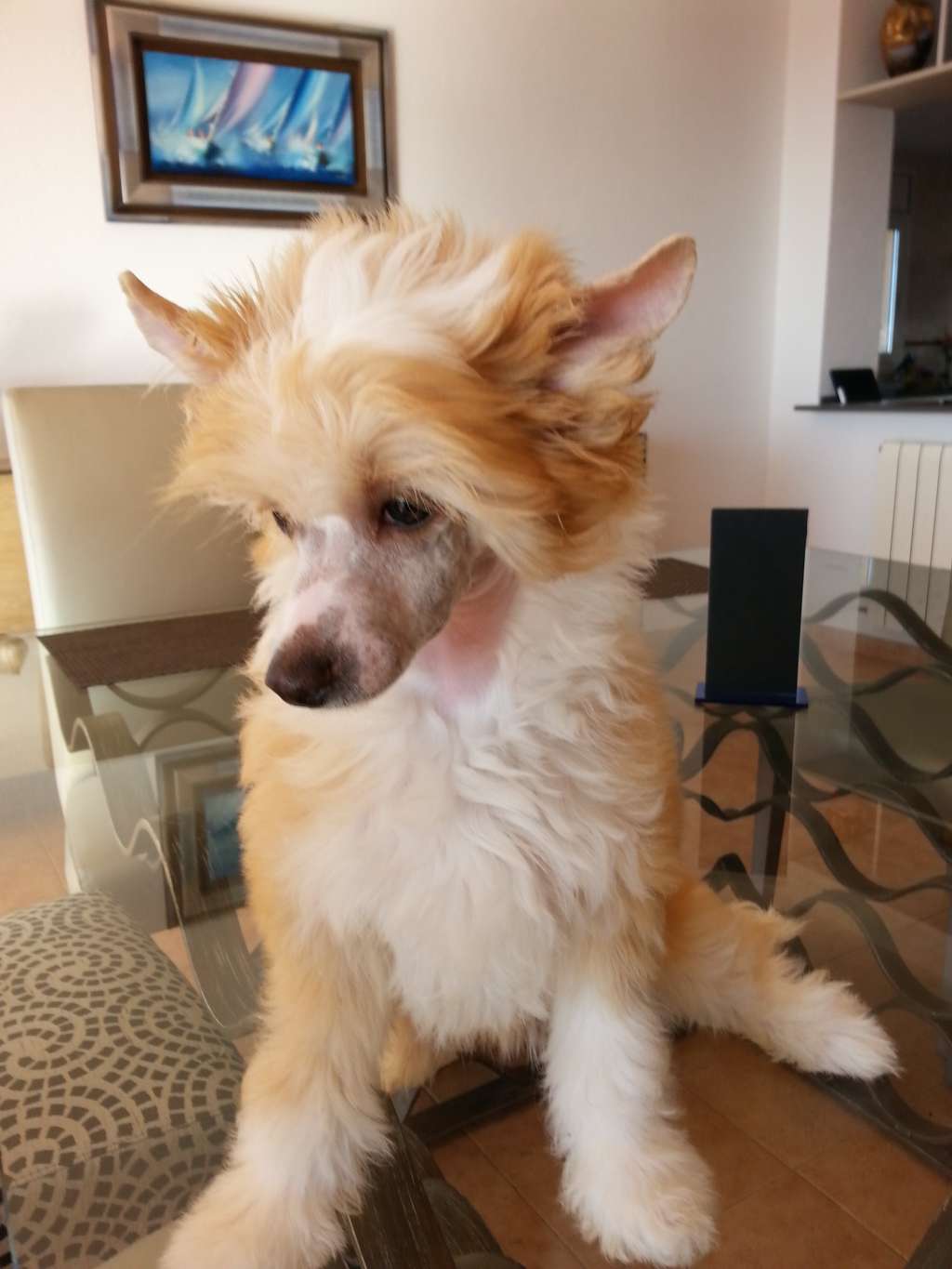 Otalia des Zéphyrs de l'Olympe