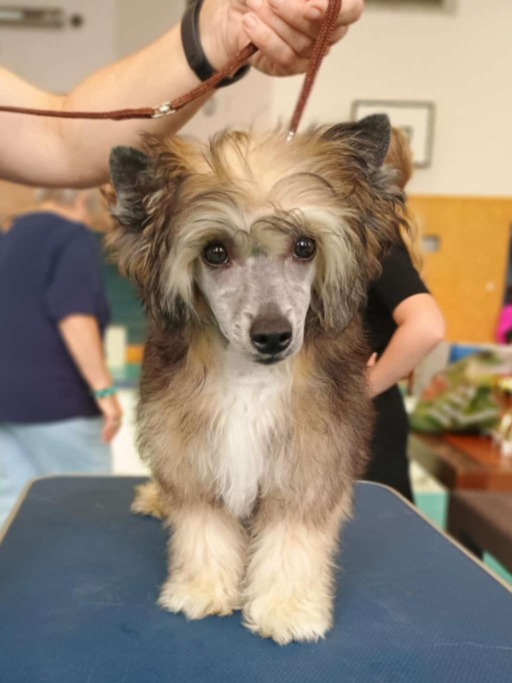 Urania z Pulnocního dvora