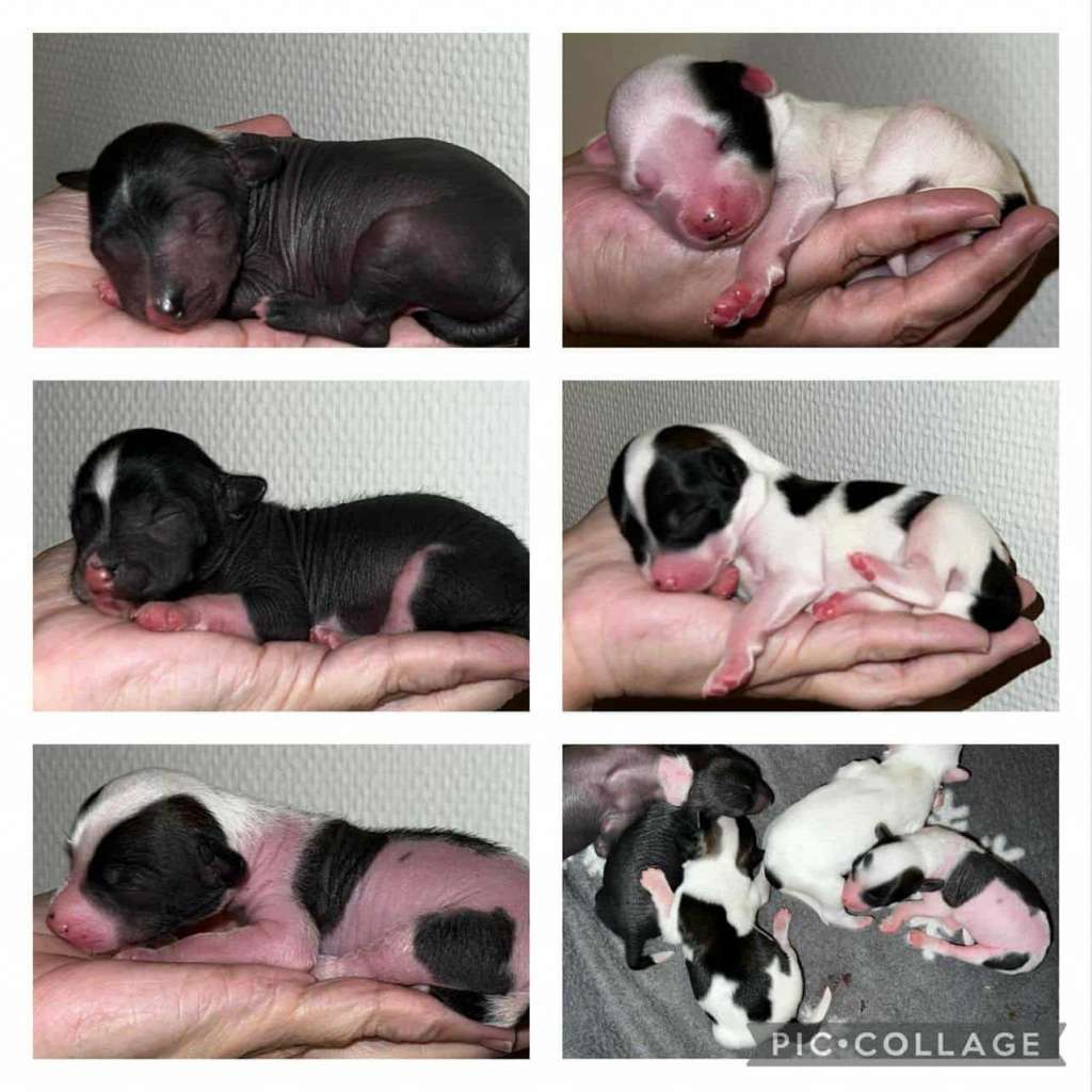 Chagiya's Once In A Lifetime