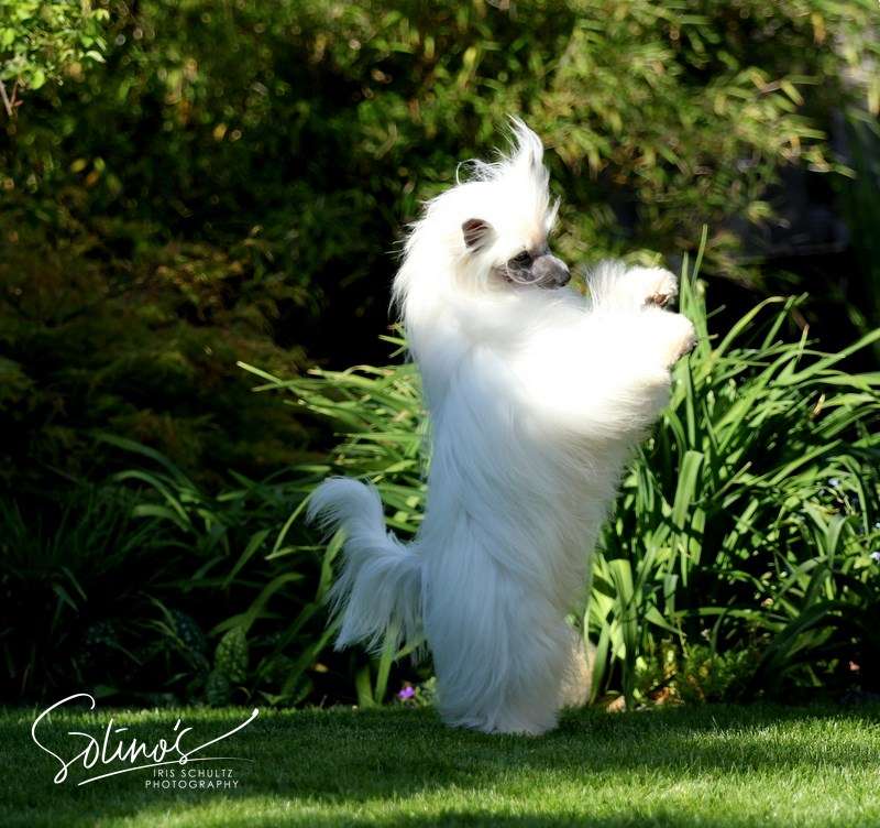 Magnus Staff Zampano by Solino's