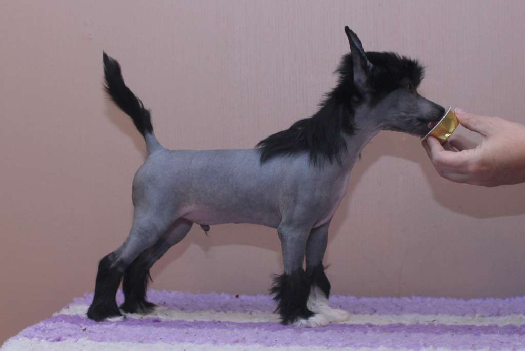 Artic Flyer's Dream It