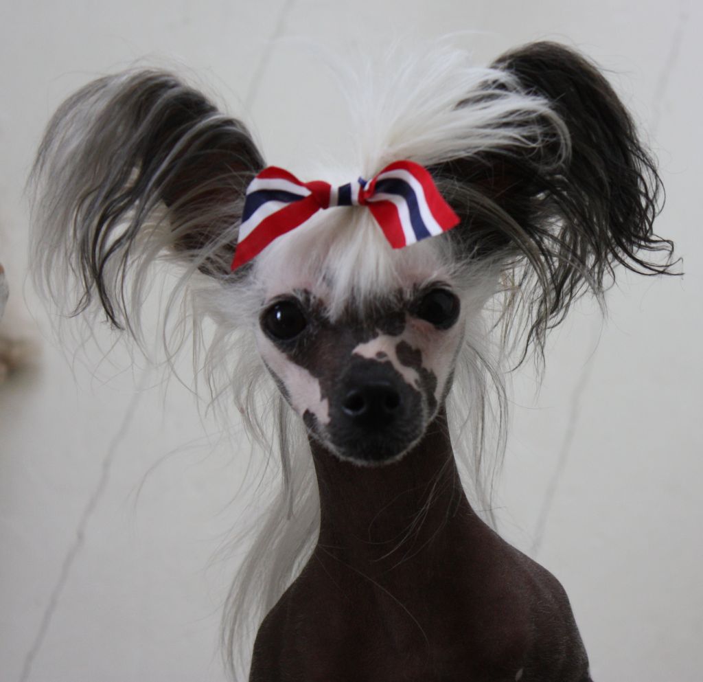 Reject's Eleventh Exclusive Merkur