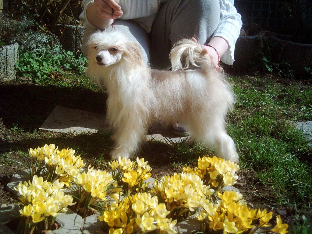 Goldnugget Rose von Hellmundin