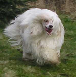 Trollmyren's Hjärtegryn