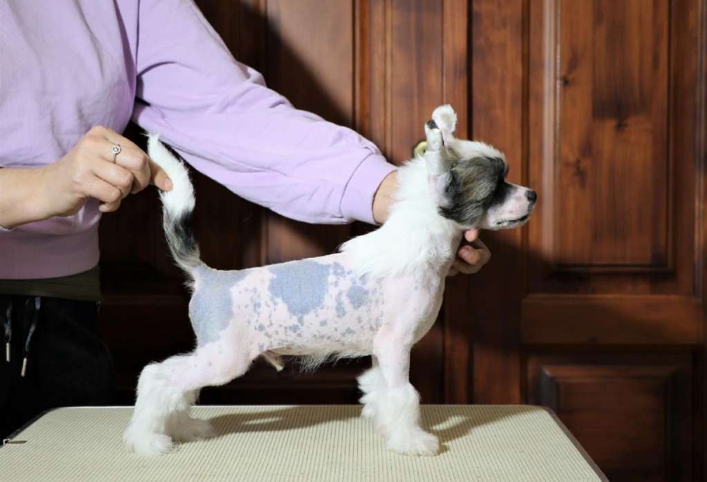 Jewel of heavens Z Valdorfskych lesu