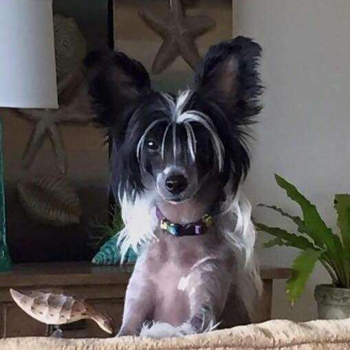 Zocasan Chance of a Lifetime