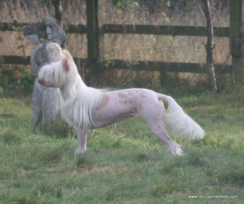 Doucai's Howdie Doodie