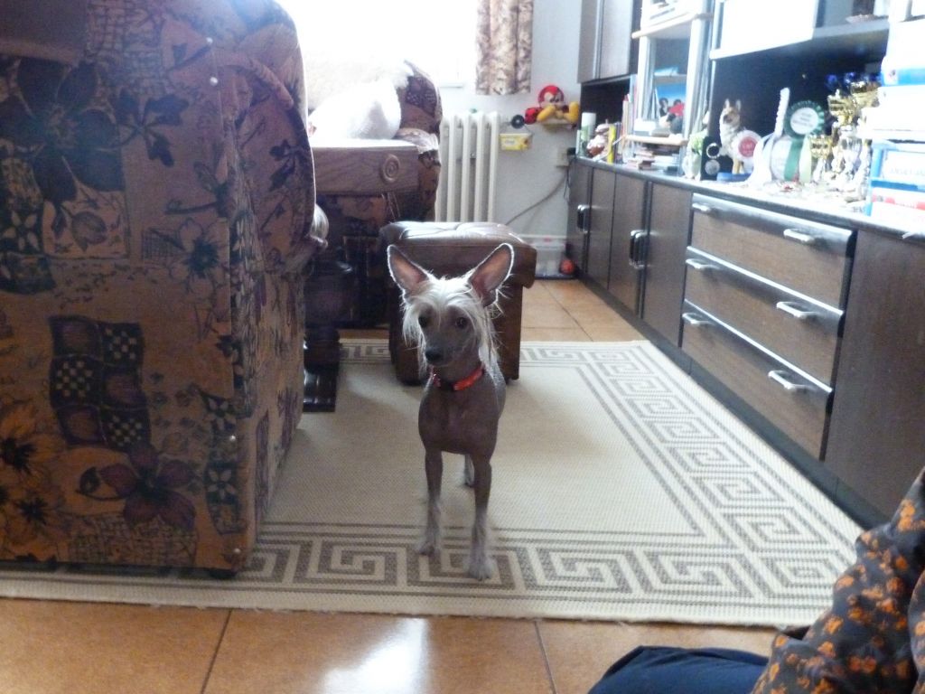 Eset z Pulnocního dvora