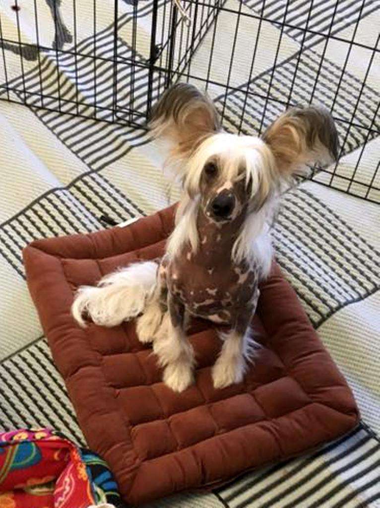 Horoshka  dlya Liris