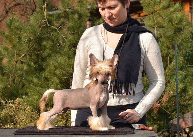 Golden Diamond Cresteds Cincinnati