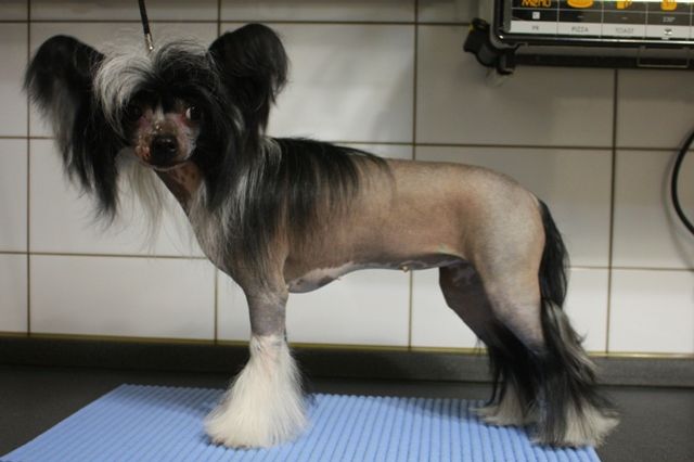 Bi-lav Plus Tainstvennaya Noch