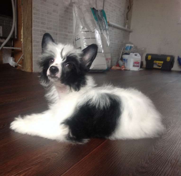 Fiery Fame Happy Smile