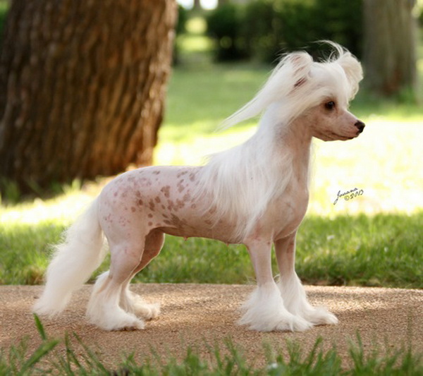 Incredible Me  von Shinbashi