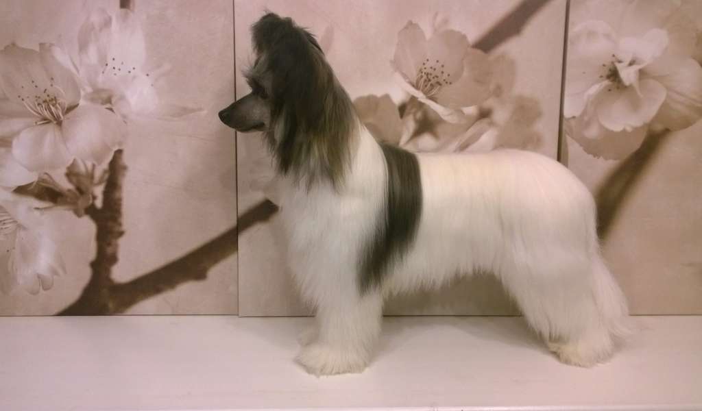 Kaitlin  Hard Healey