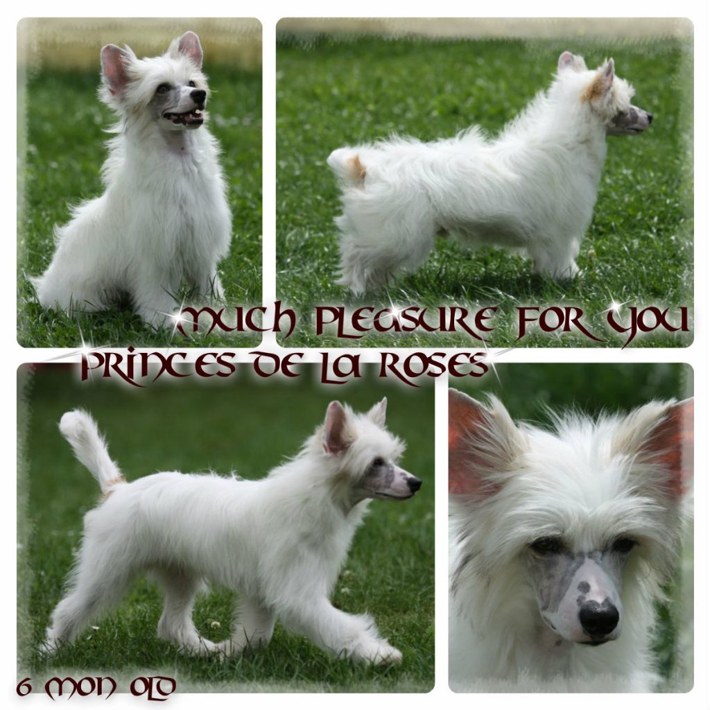 Much Pleasure for You Princes de la Roses